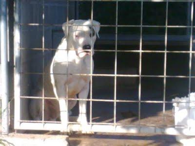 Robo de DOGO ARGENTINO en Fraga. (ARAGÓN)