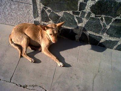 Dos pequeños en la calle, Córdoba.. Por favor, ayuda!!