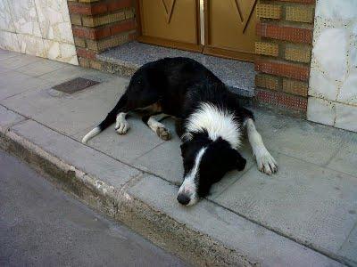 Dos pequeños en la calle, Córdoba.. Por favor, ayuda!!