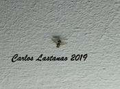 mosca difuntos... Caramelos susto!