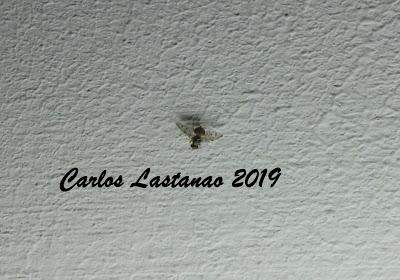 Una mosca en día de difuntos... Caramelos o susto!