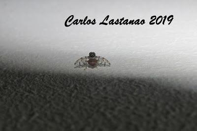 Una mosca en día de difuntos... Caramelos o susto!