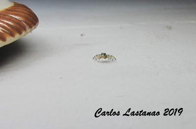 Una mosca en día de difuntos... Caramelos o susto!