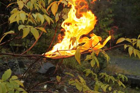 ¡Arde el bosque!