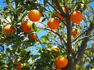 EL TIEMPO DE LAS NARANJAS