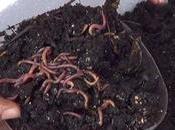 Como hacer humus lombriz