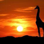 Masai-Mara-Kenia-Jirafa-GrandVoyage