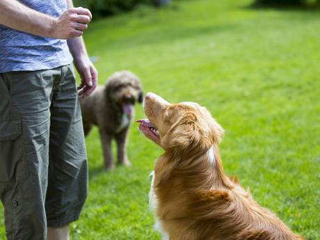 ¿Como entrenar a un perro?