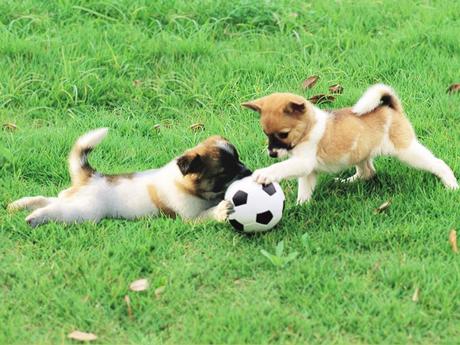 ¿Como entrenar a un perro?