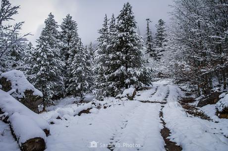 Siguiendo las huellas