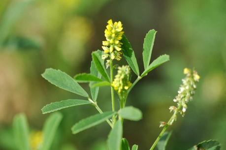 meliloto propiedades