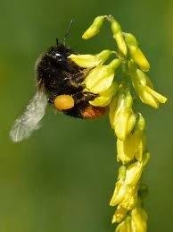 melilotus officinalis