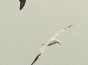 Aquellos vientos traen estas aves