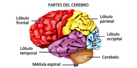 Partes y regiones del cerebro