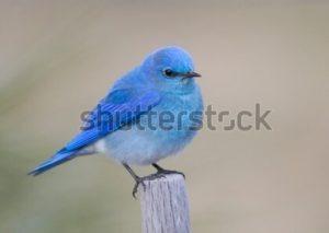 Twitter, “a cambiar el sistema establecido”