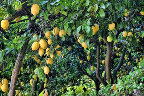 Frutos del limonero