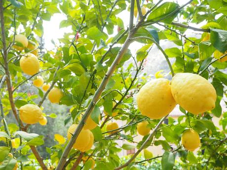 Frutos del limonero