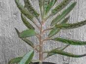 Kalanchoe: propiedades medicinales planta interior