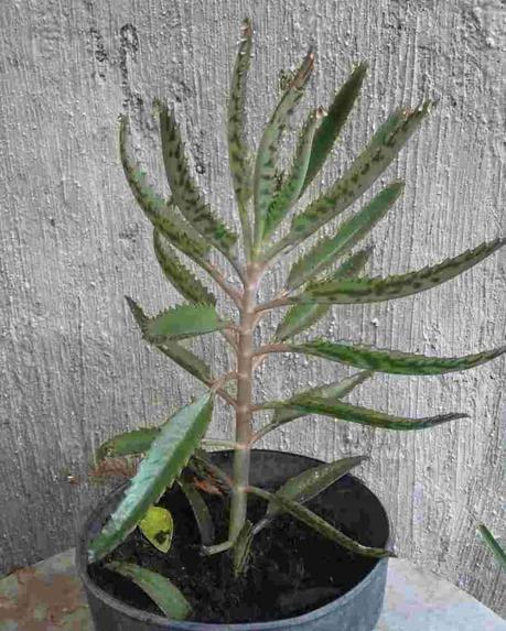 Kalanchoe: propiedades medicinales y planta de interior kalanchoe daigremontiana