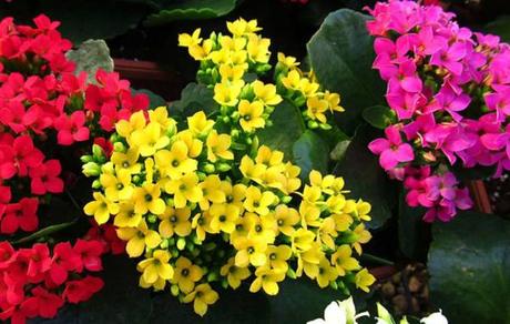 Kalanchoe: propiedades medicinales y planta de interior kalanchoe cancer