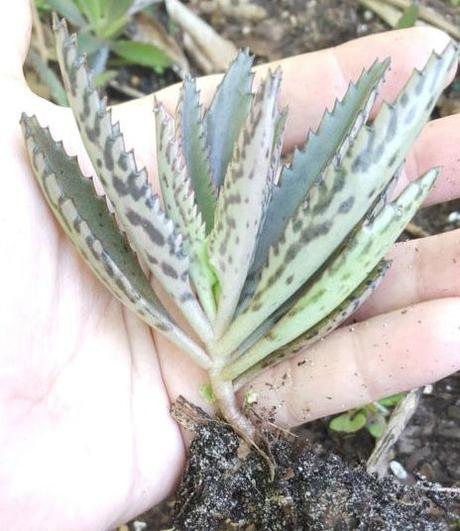 kalanchoe cuidados