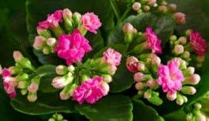 Kalanchoe: propiedades medicinales y planta de interior kalanchoe propiedades