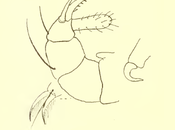 animal terrestre rápido mundo