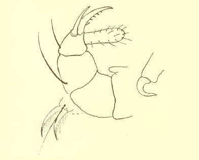 El animal terrestre más rápido del mundo