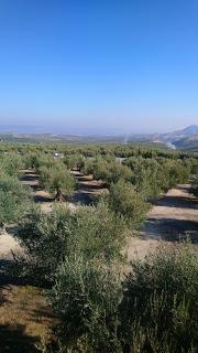 Buñuelos de viento con chocolate y aove & Mi experiencia en el IV Aovetrip