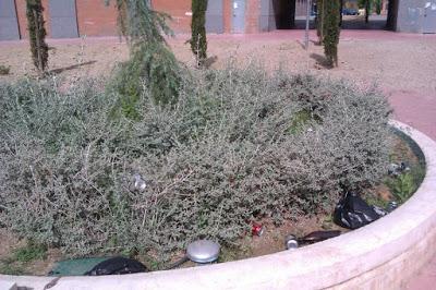 EL BARRIO DE SOTO DEL HENARES ABANDONADO A SU SUERTE