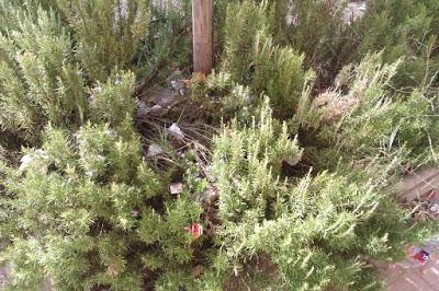 EL BARRIO DE SOTO DEL HENARES ABANDONADO A SU SUERTE