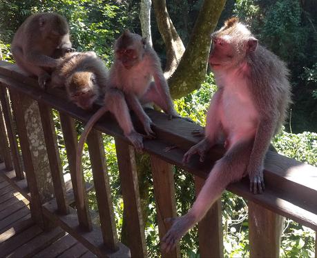 Monos del  Monkey Forrest de Ubud