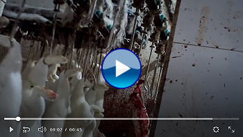 El lado sangriento y esclavista del lujo | DW TV (trailer)