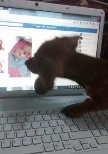 El Planeta sin Transporte Salchi Pensamientos 100