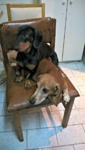 El Planeta sin Transporte Salchi Pensamientos 100