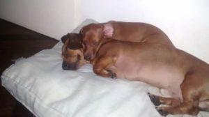 El Planeta sin Transporte Salchi Pensamientos 100