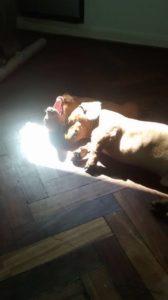 El Planeta sin Transporte Salchi Pensamientos 100