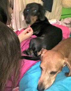 El Planeta sin Transporte Salchi Pensamientos 100