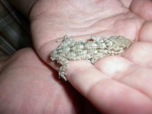 El Planeta sin Transporte Salchi Pensamientos 100