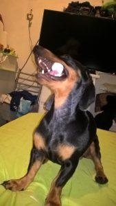 El Planeta sin Transporte Salchi Pensamientos 100