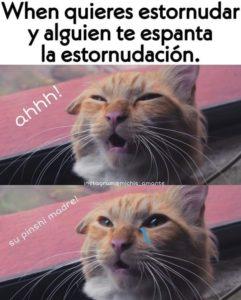 El Planeta sin Transporte Salchi Pensamientos 100