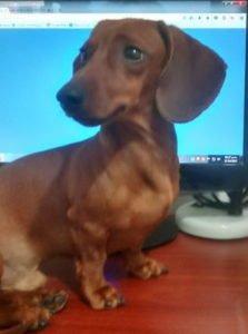 El Planeta sin Transporte Salchi Pensamientos 100