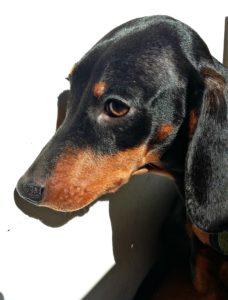 El Planeta sin Transporte Salchi Pensamientos 100