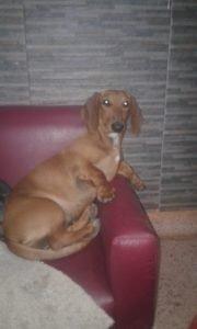 El Planeta sin Transporte Salchi Pensamientos 100