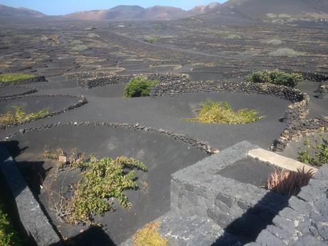 Manto Malvasía Volcánica 2018