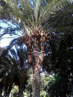 Si os gustan las palmeras, visitad Elche