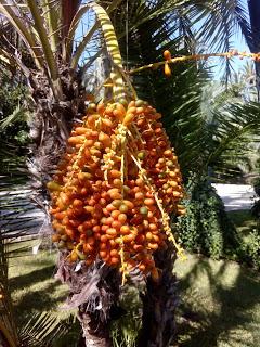 Si os gustan las palmeras, visitad Elche