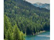 Importar JSON Server