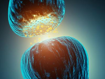 tipos de neurotransmisores