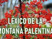 Léxico montaña palentina, enfoque sistemático